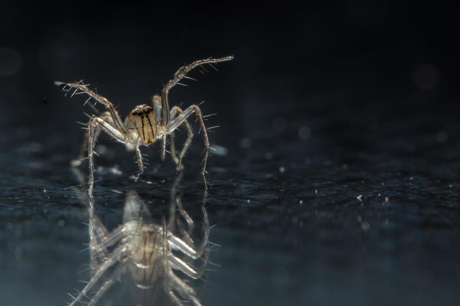 spin op glazen oppervlak foto