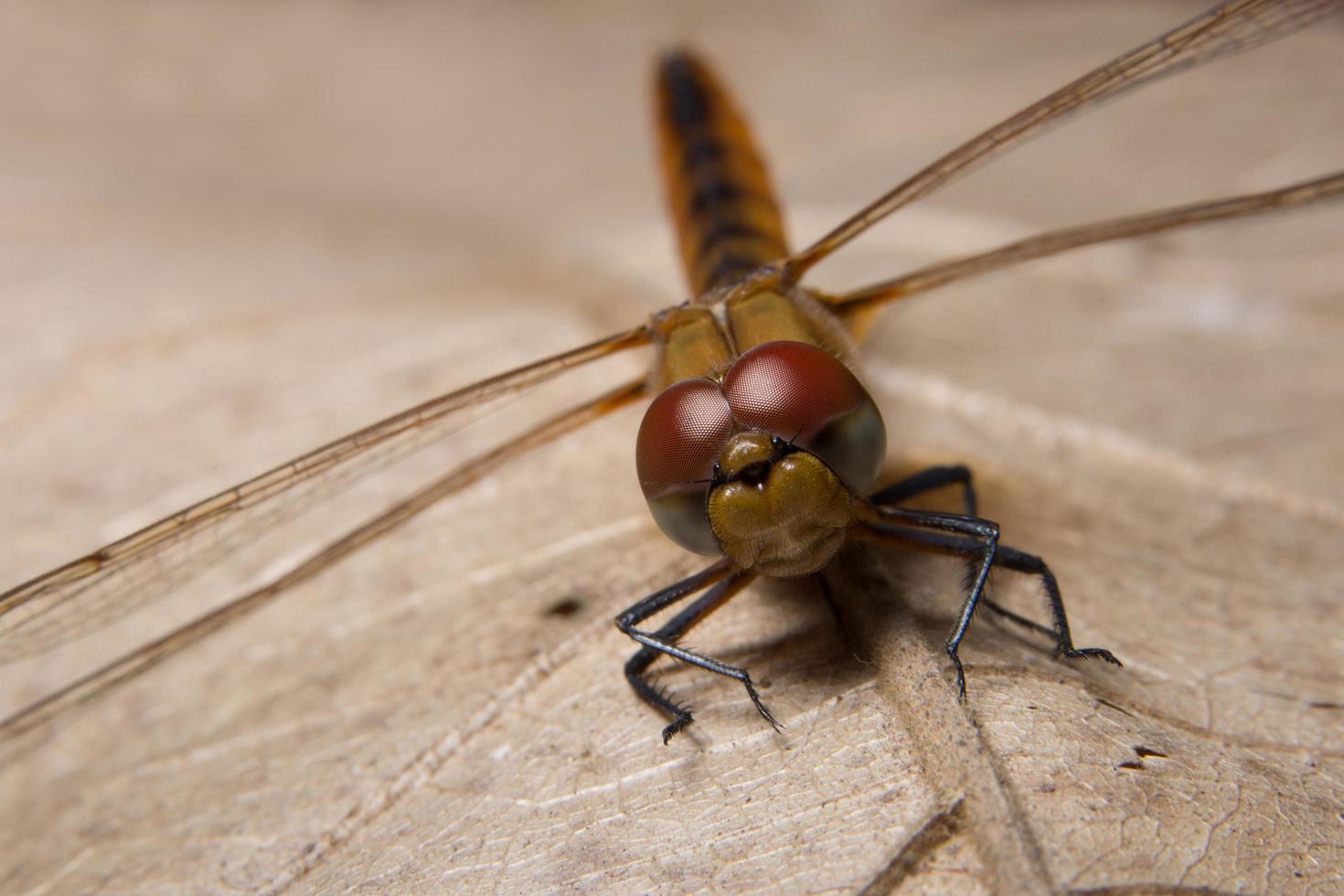 libel op een blad foto