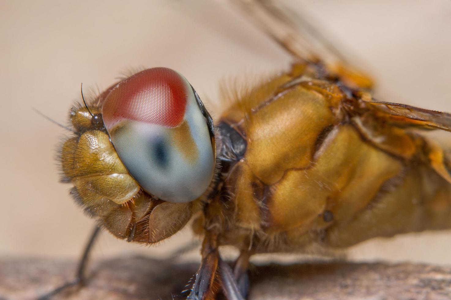 libel op een blad foto