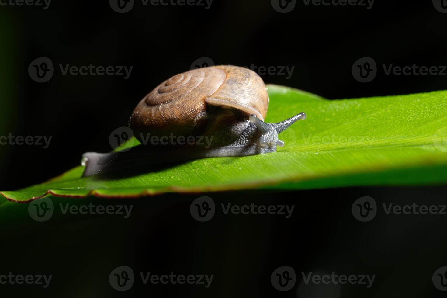 slak op een groen blad foto