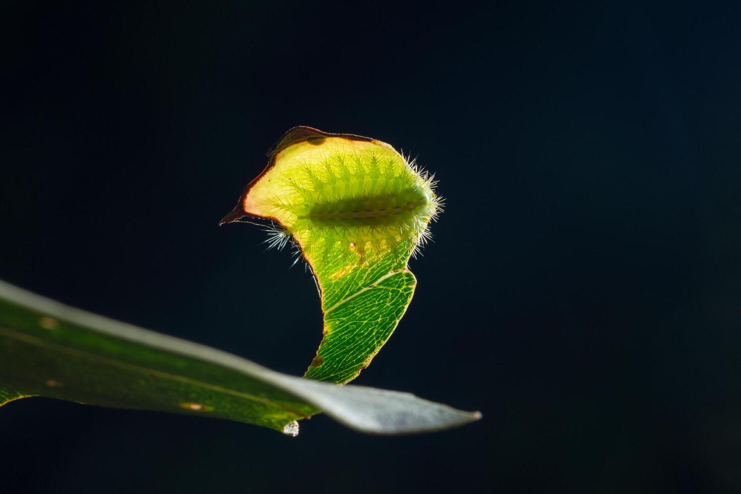 rups op een blad foto