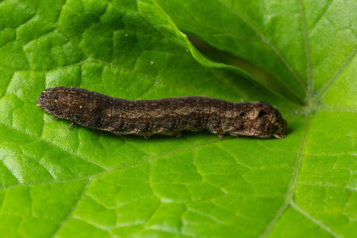 rups op een blad foto