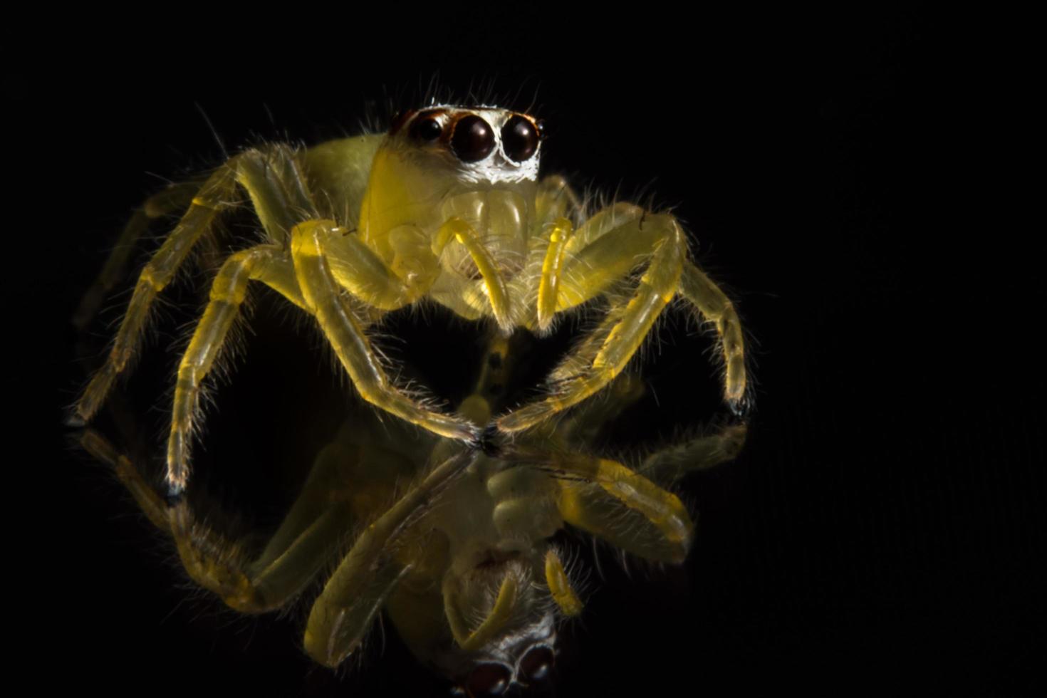 spin op glazen oppervlak foto