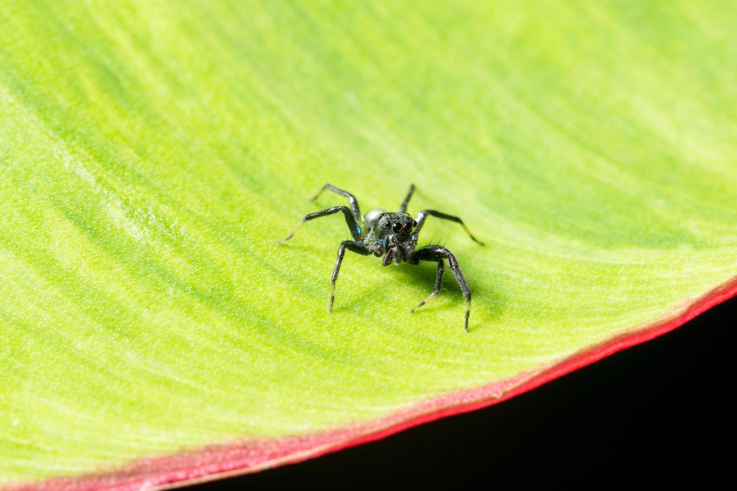 spin op een blad foto