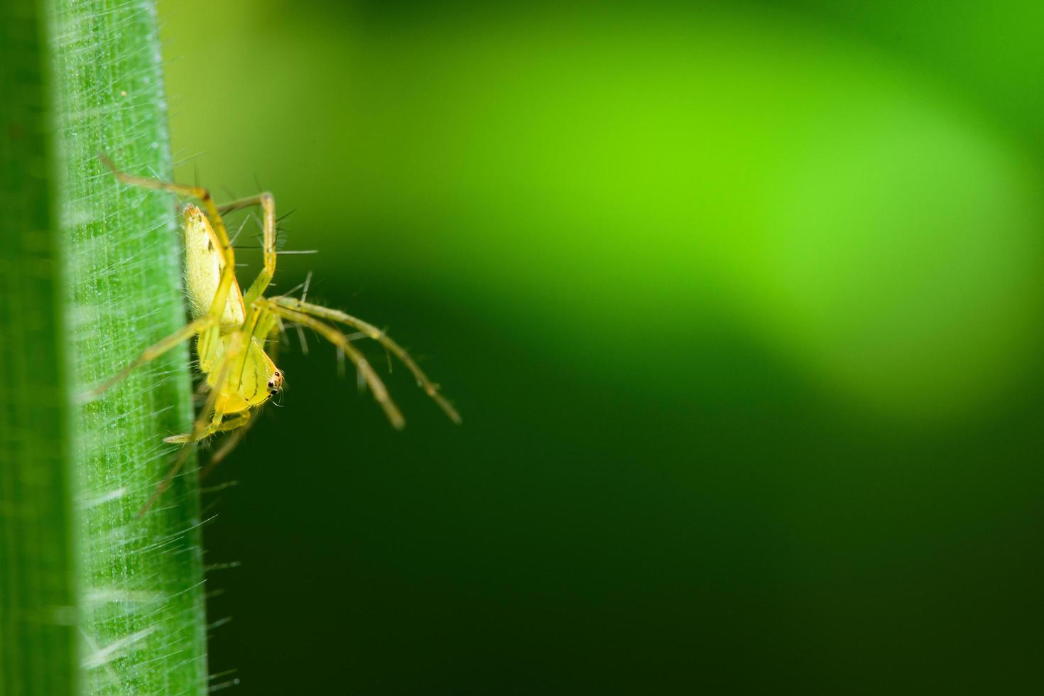 spin op een blad foto