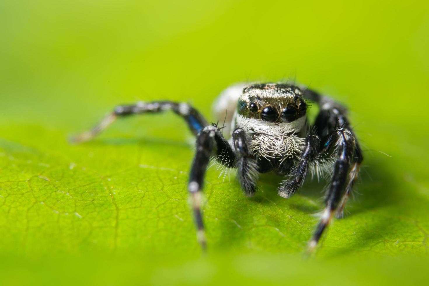 spin op een blad foto