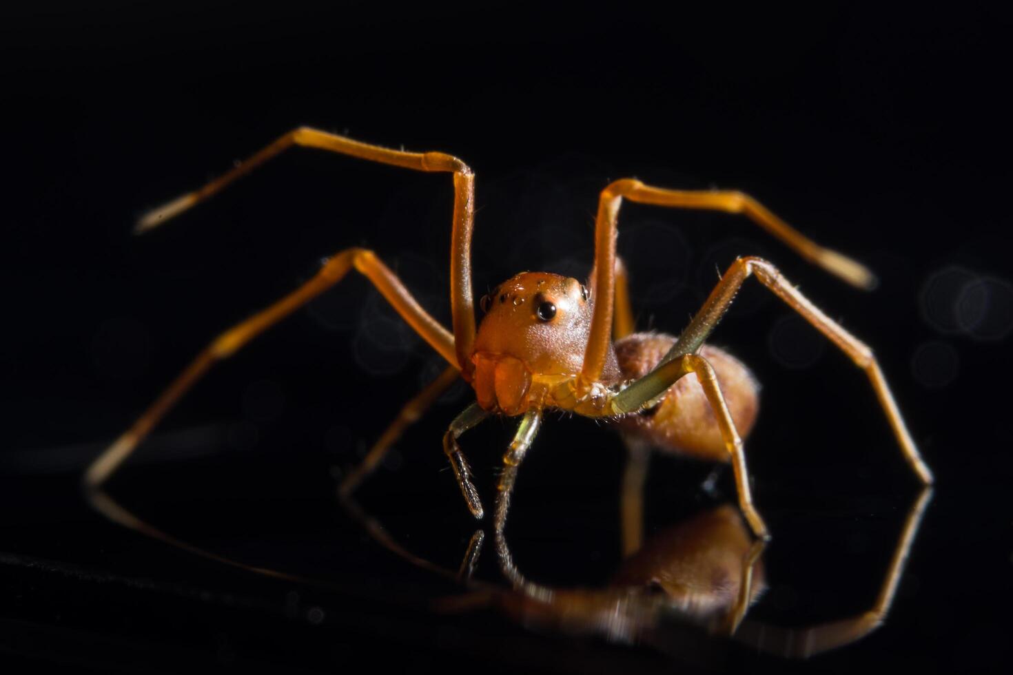 spin op glazen oppervlak foto