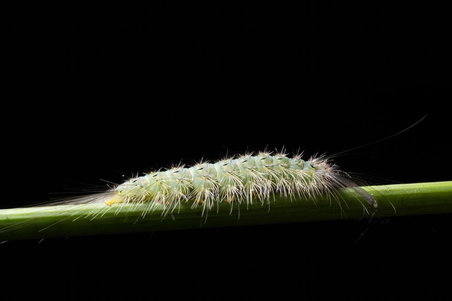 worm op een plant foto