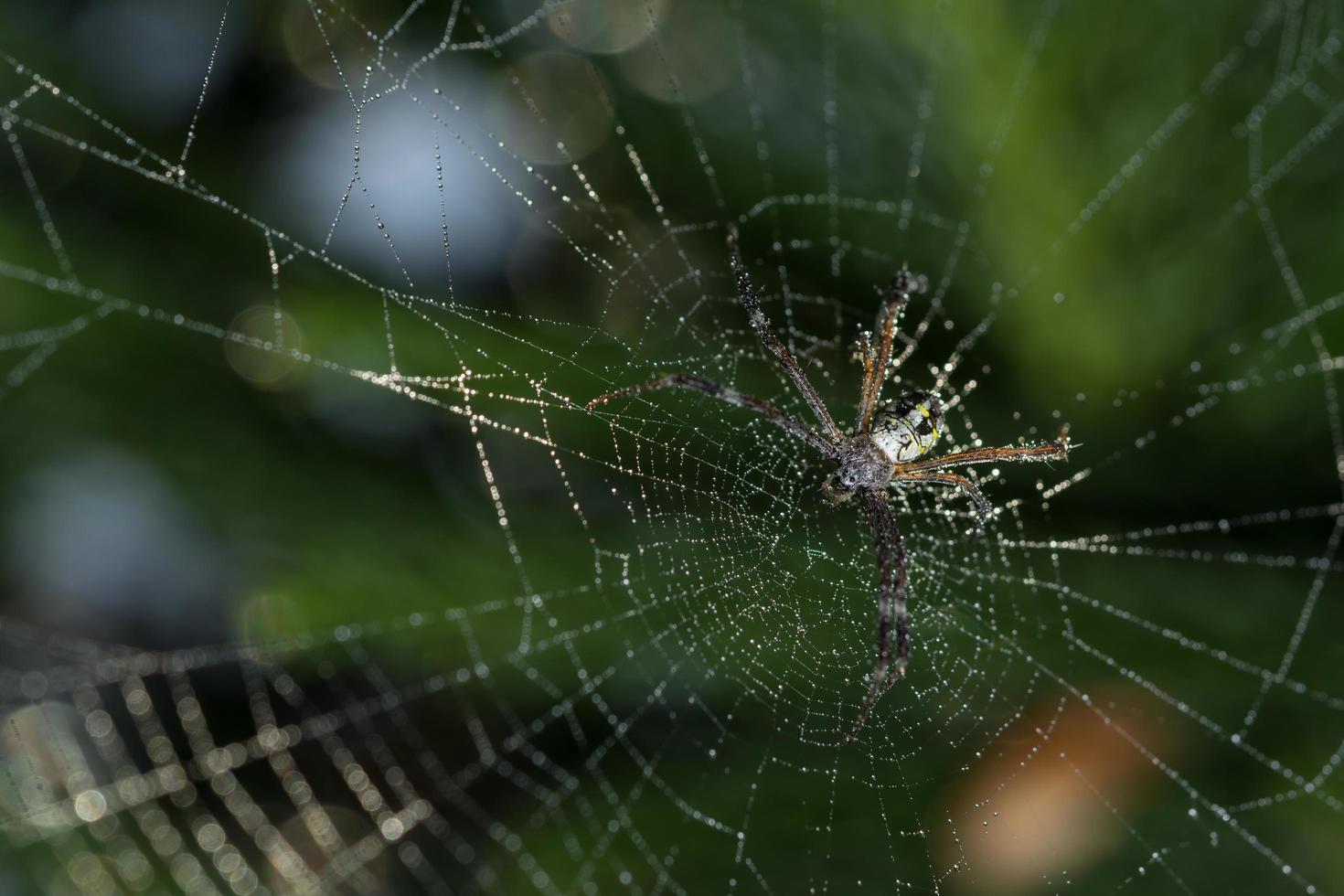 spin in het spinnenweb foto