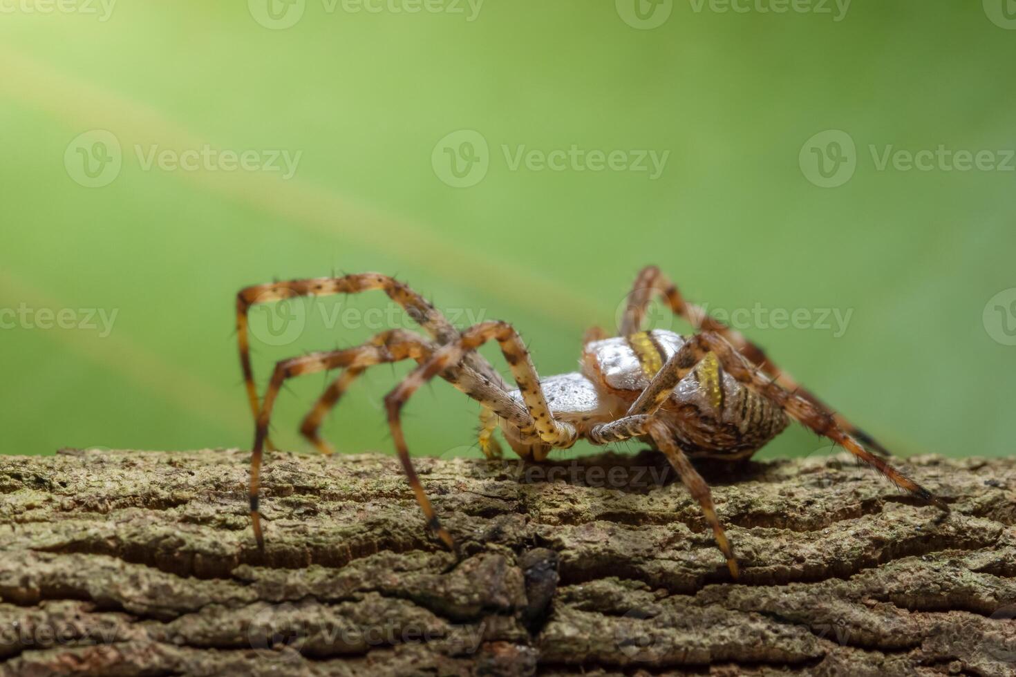 spin op een boom foto