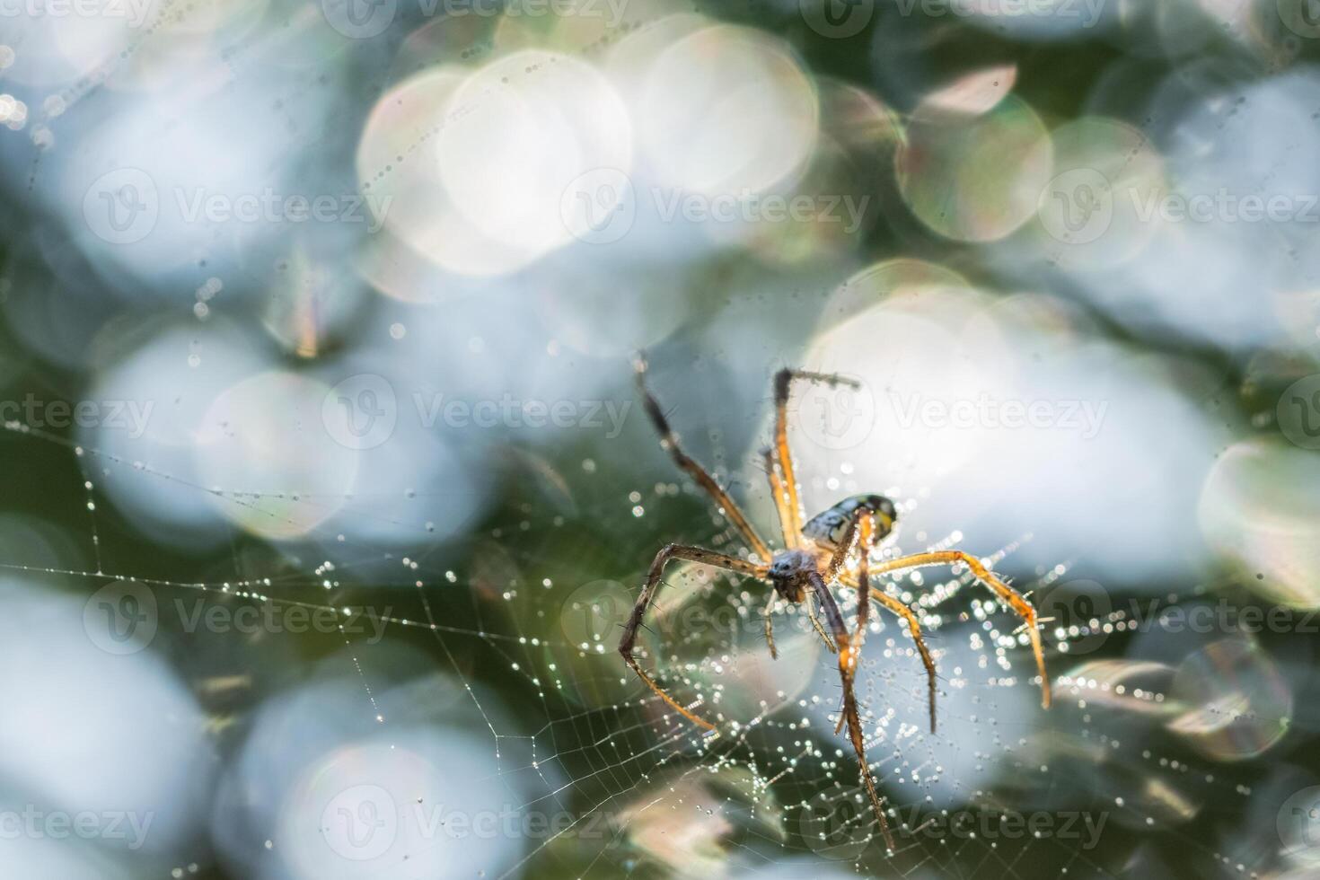 spin in het spinnenweb foto