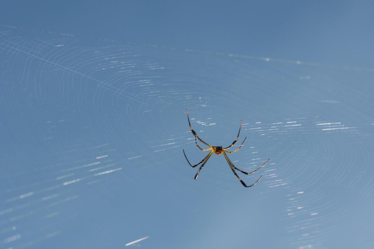 spin in het spinnenweb foto