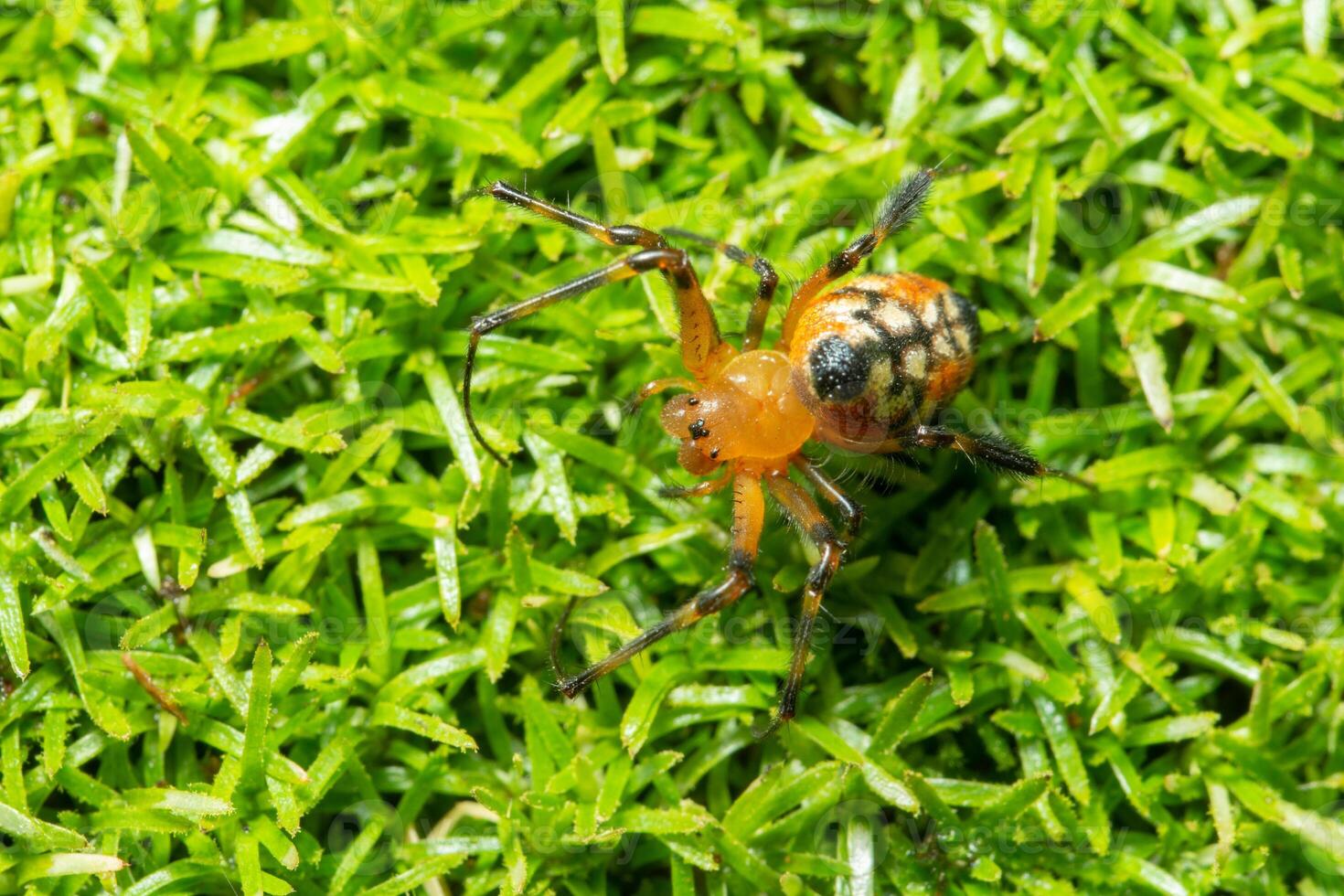 spin in het gras foto