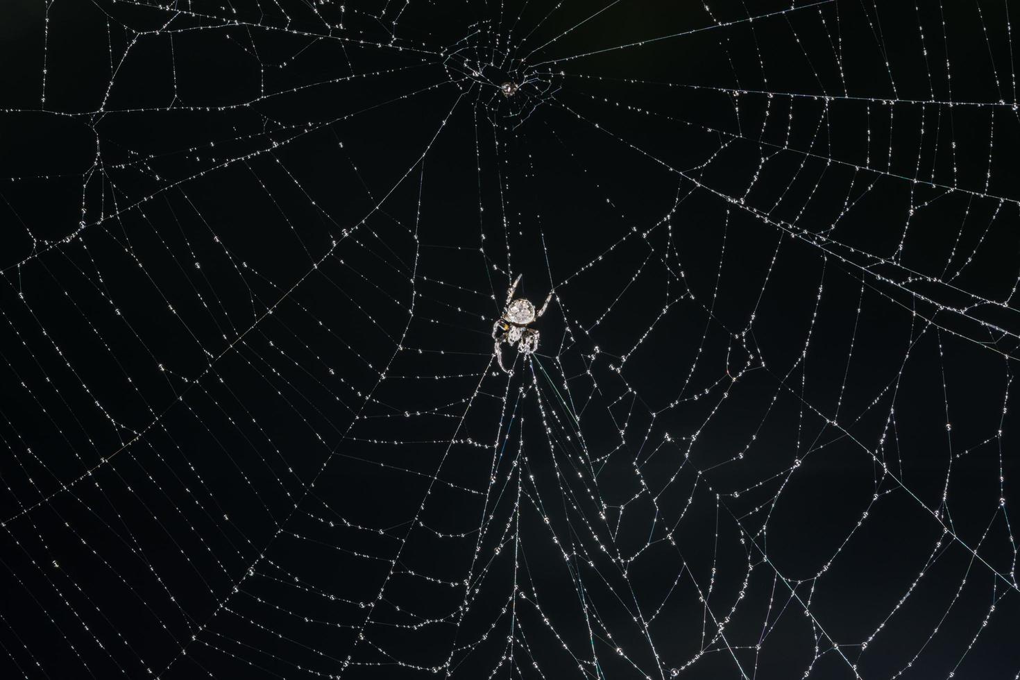 spin in het spinnenweb foto