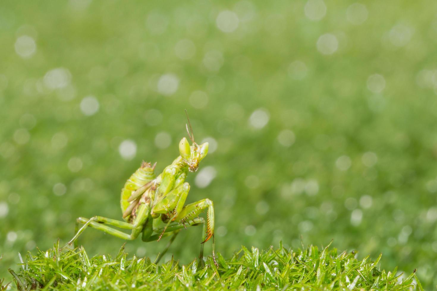 sprinkhaan in het gras foto