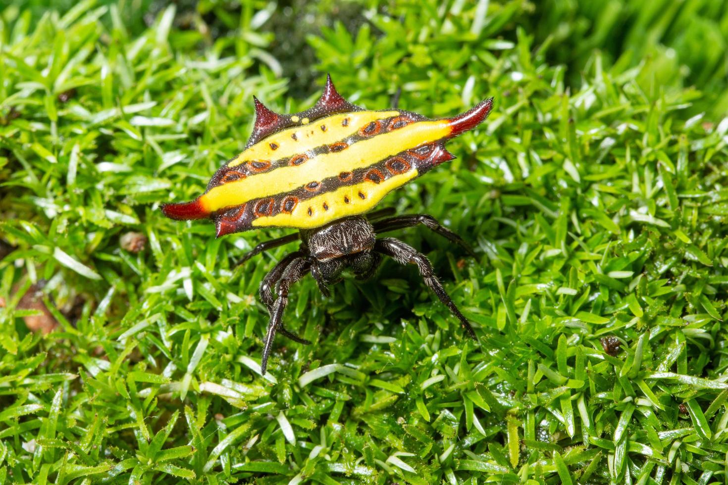 spin op het gras foto