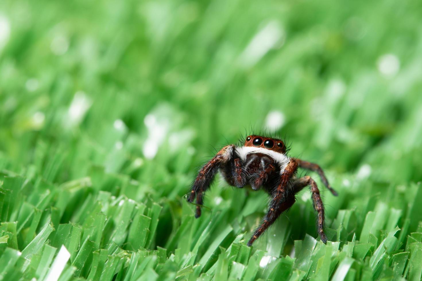 spin op het gras foto