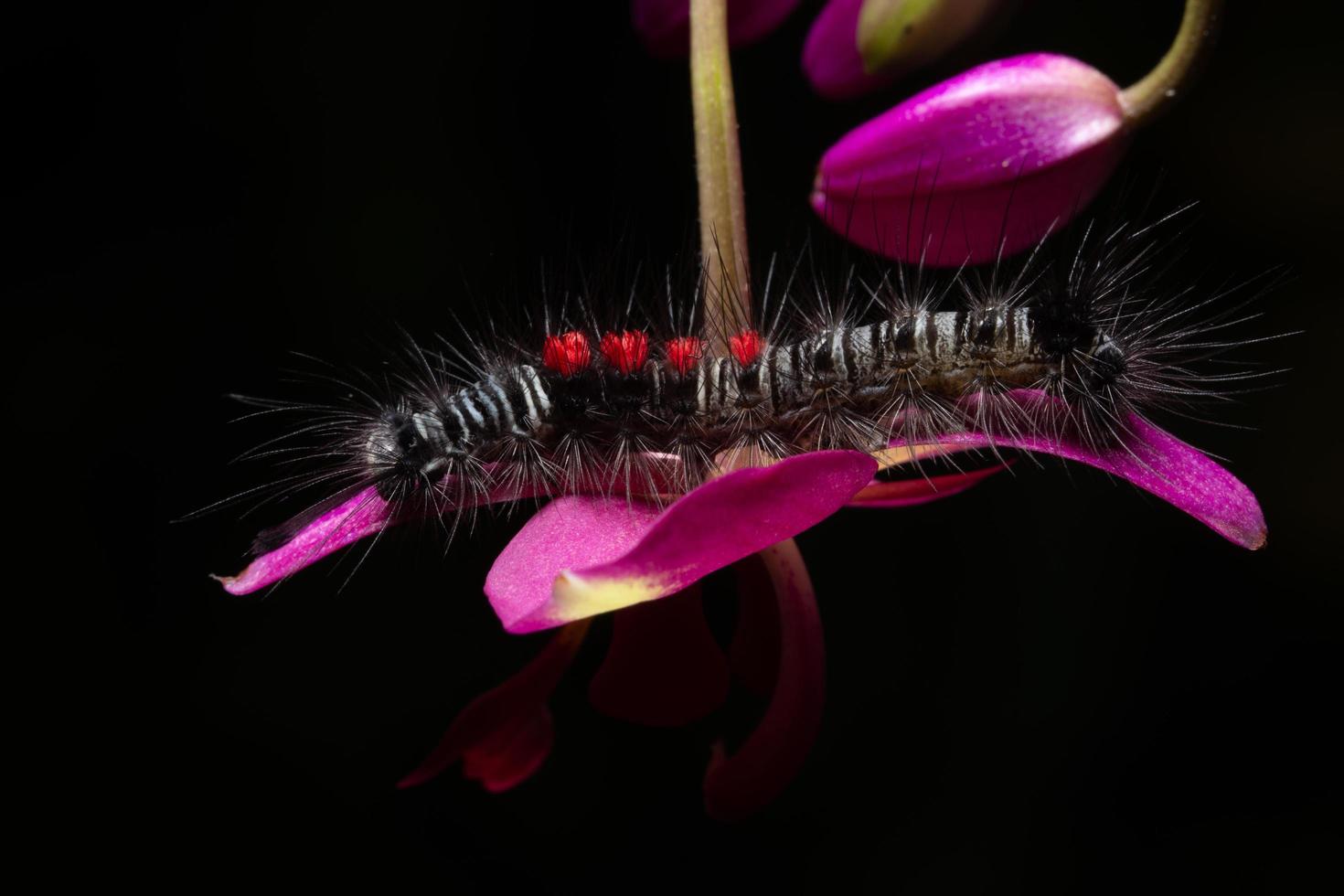 worm op een bloem foto