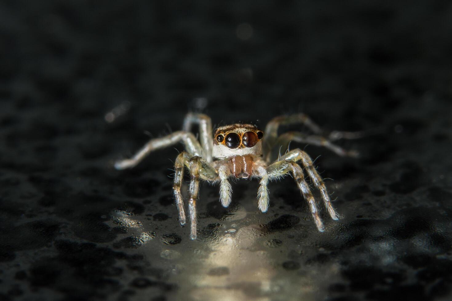 spin op glazen oppervlak foto