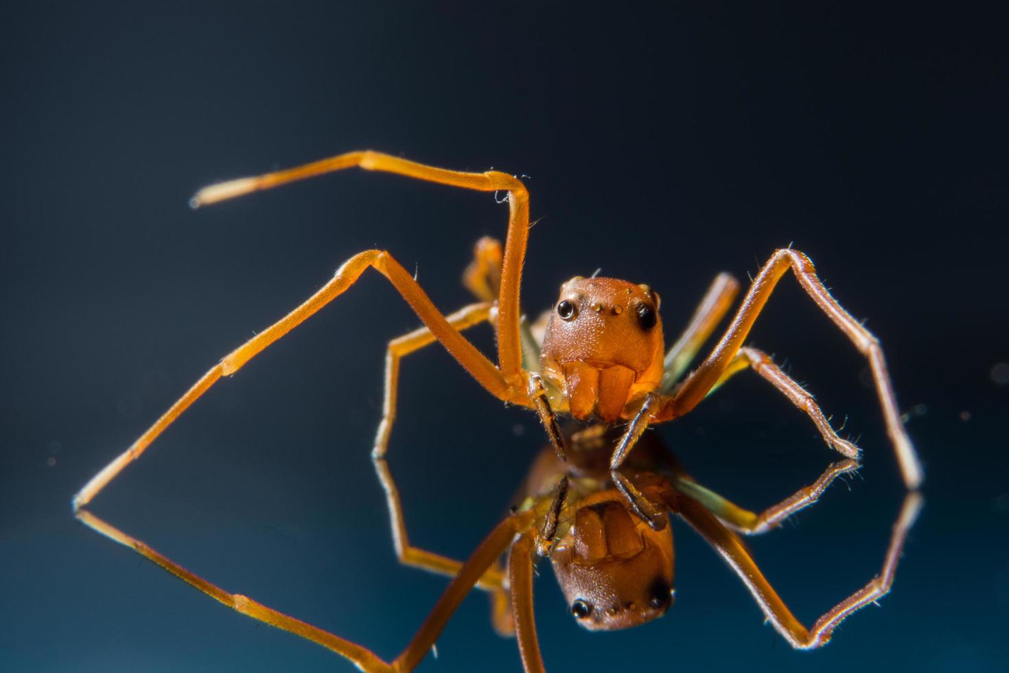 spin op glazen oppervlak foto