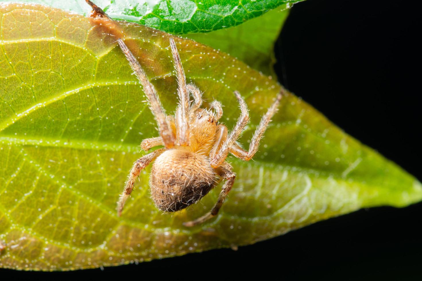 spin op een blad foto