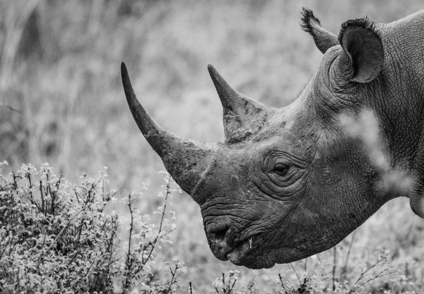 grijswaardenfoto van een neushoorn foto