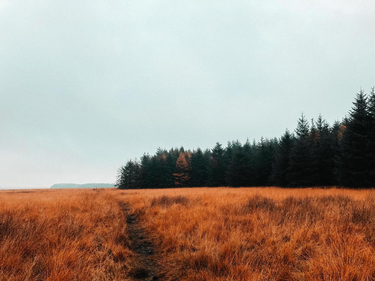 parcours in een grasveld foto