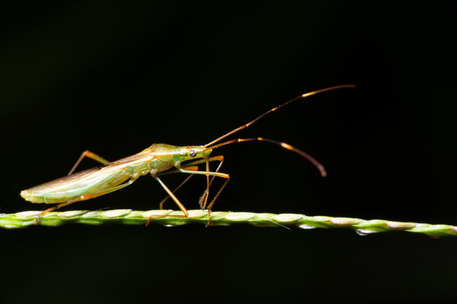 insect op een blad foto