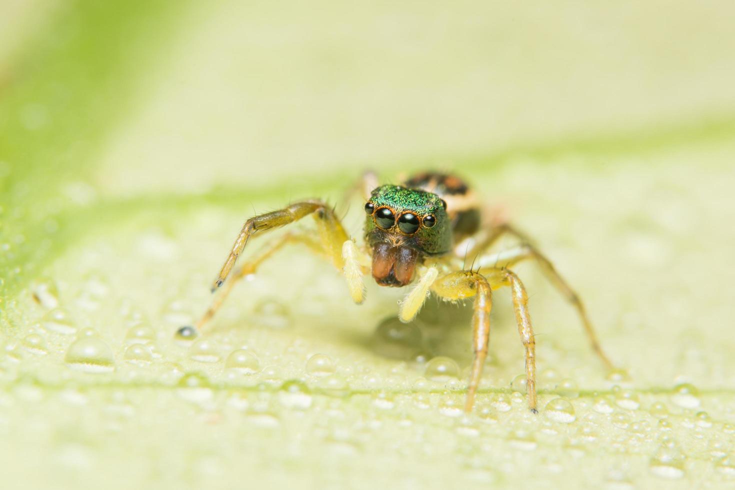 spin op een groen blad foto