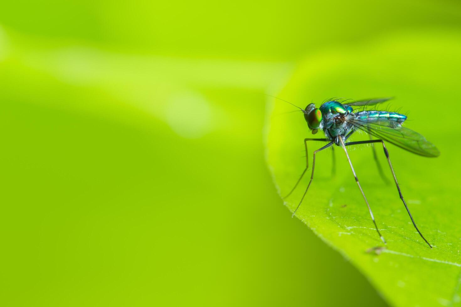 insect op een plant foto