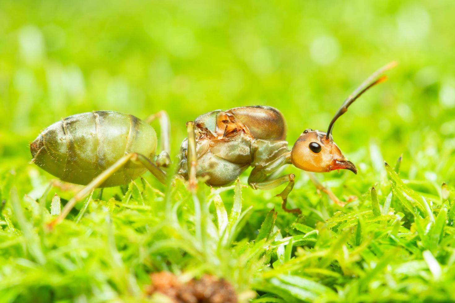 groene mier in het gras foto