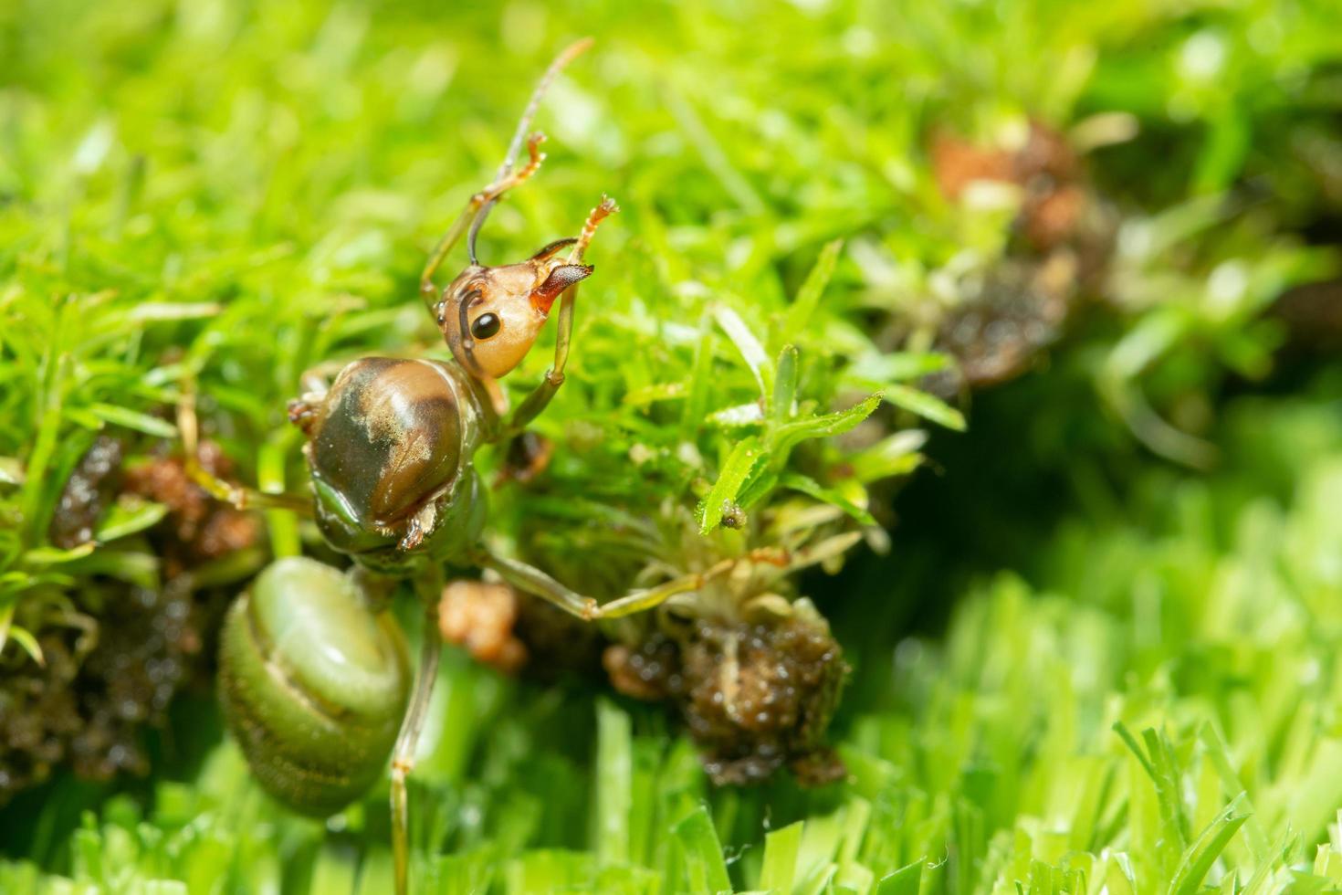 groene mier in het gras foto