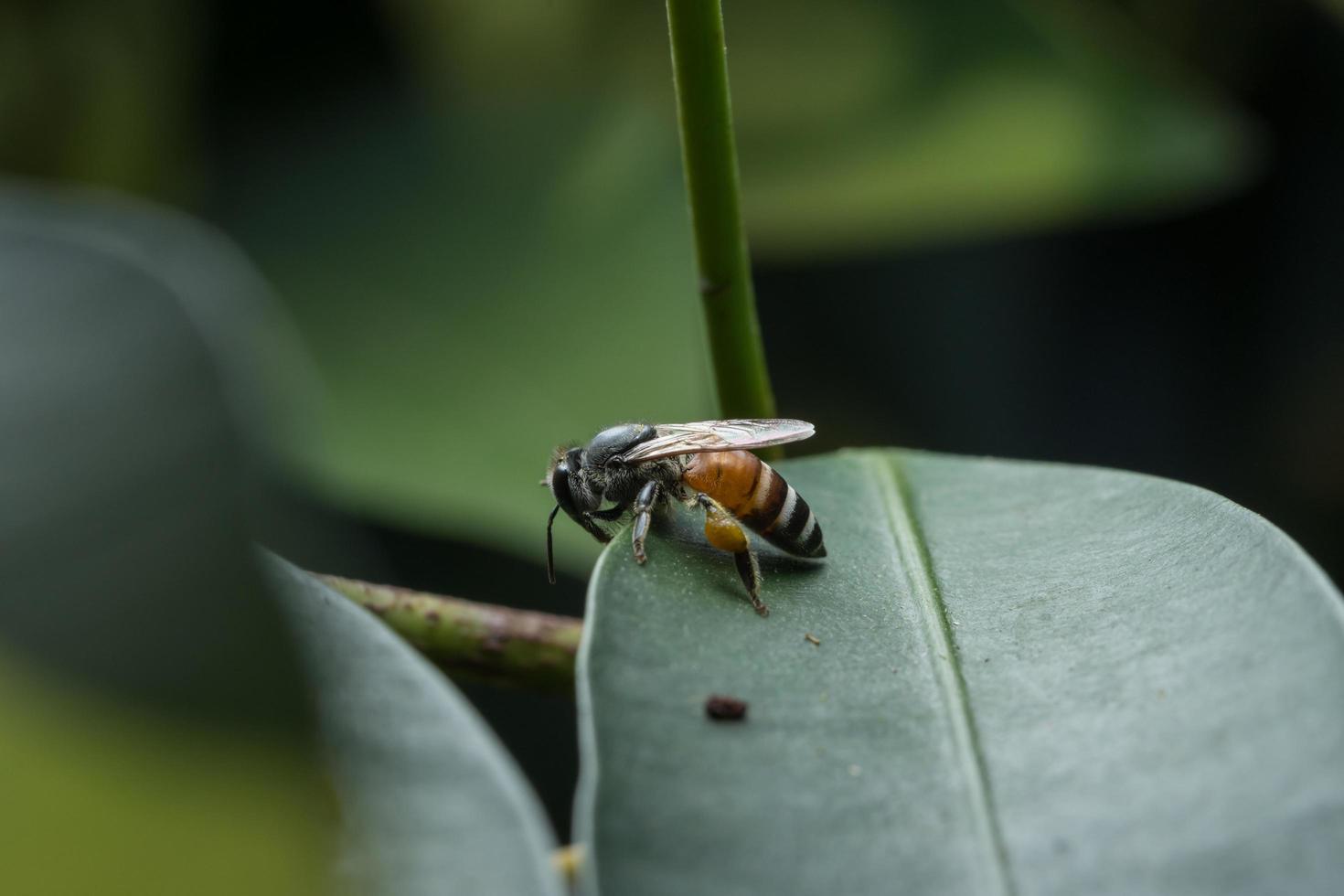 bij op een blad foto