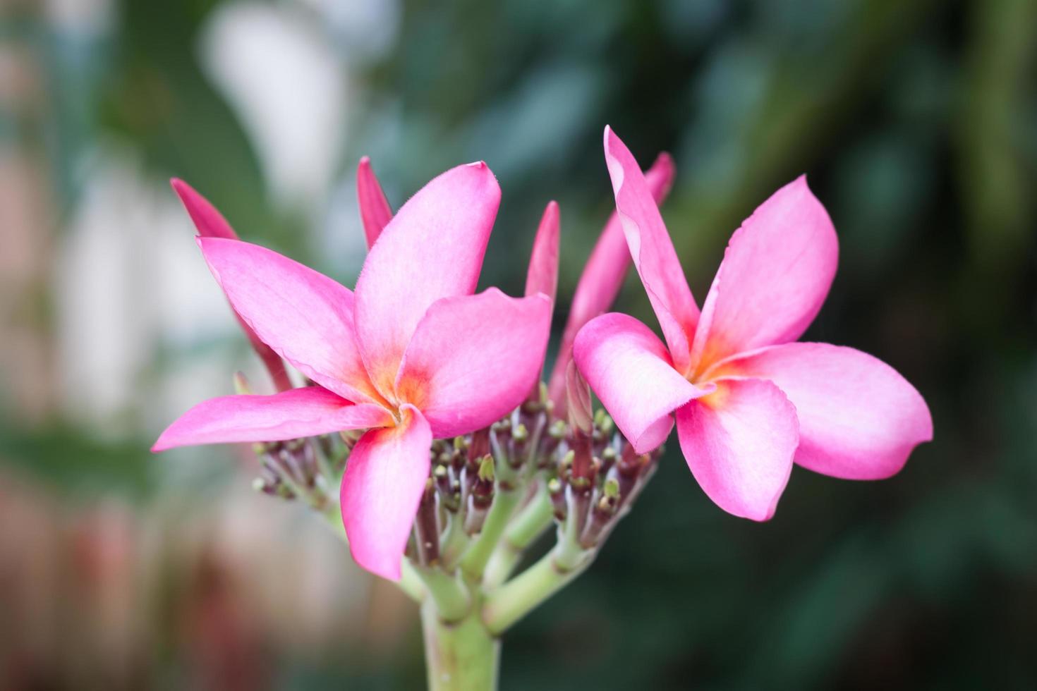 roze frangipani bloemen foto