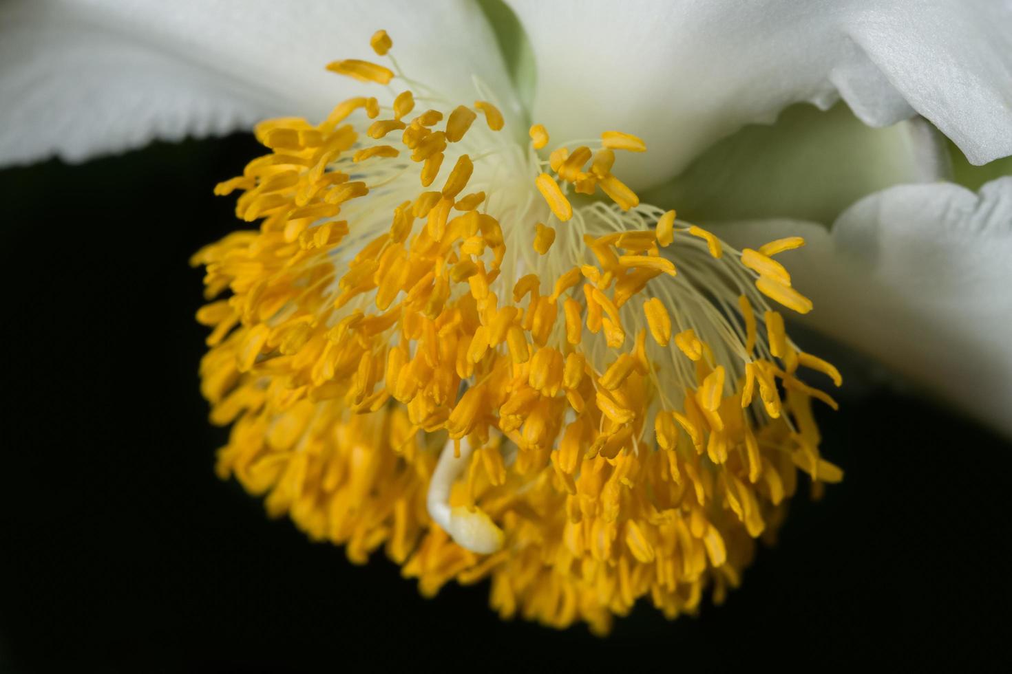 gele bloem achtergrond foto