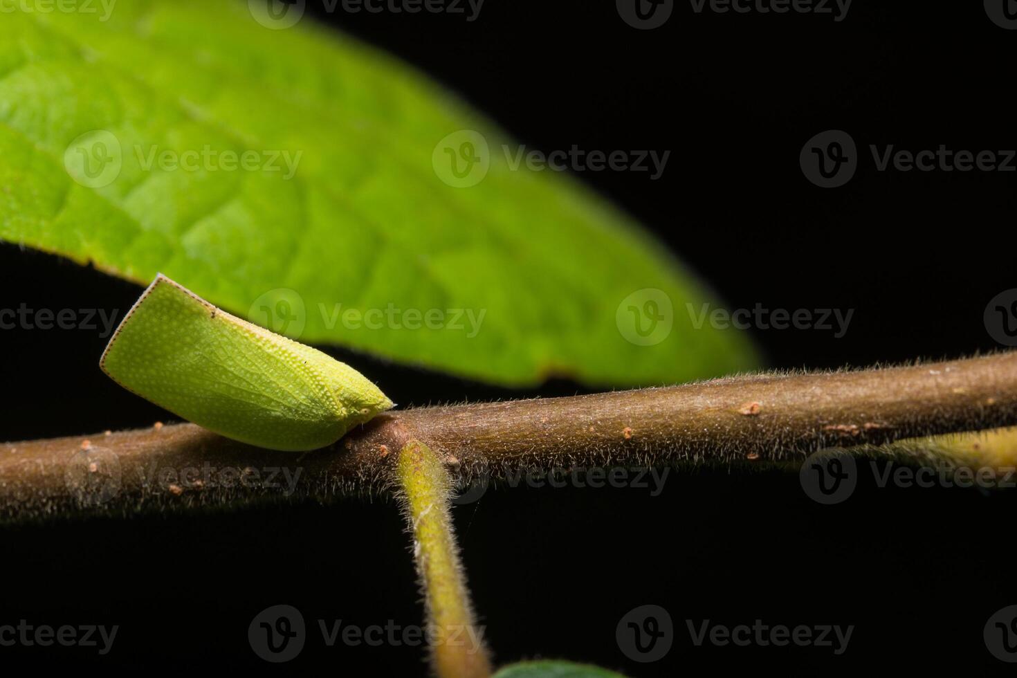 groene vlinder op een boom foto