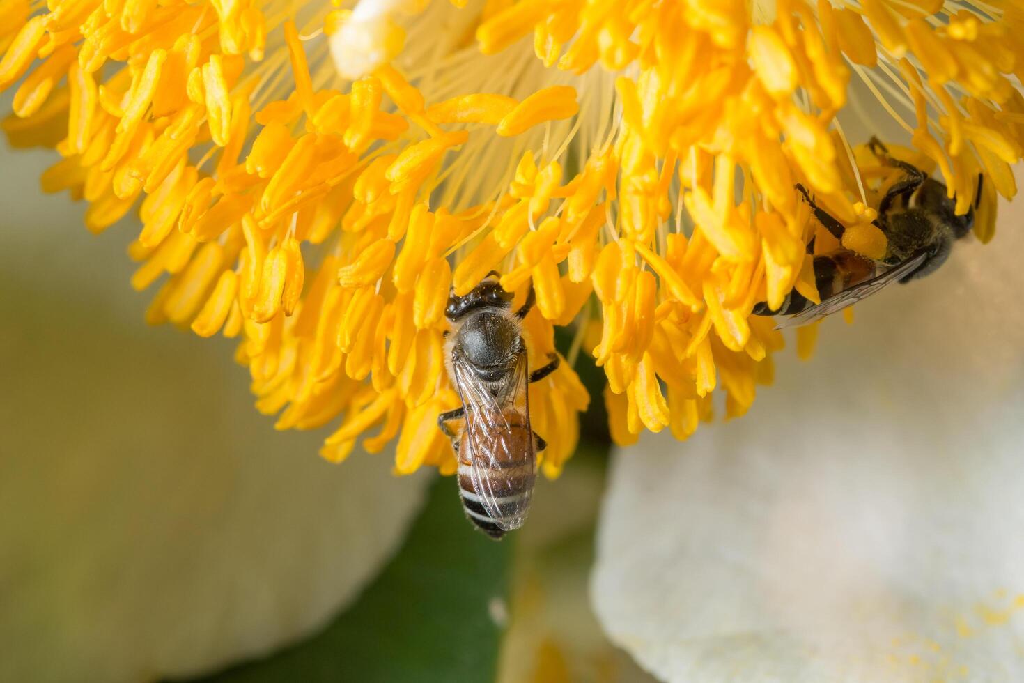 bij op een gele bloem foto