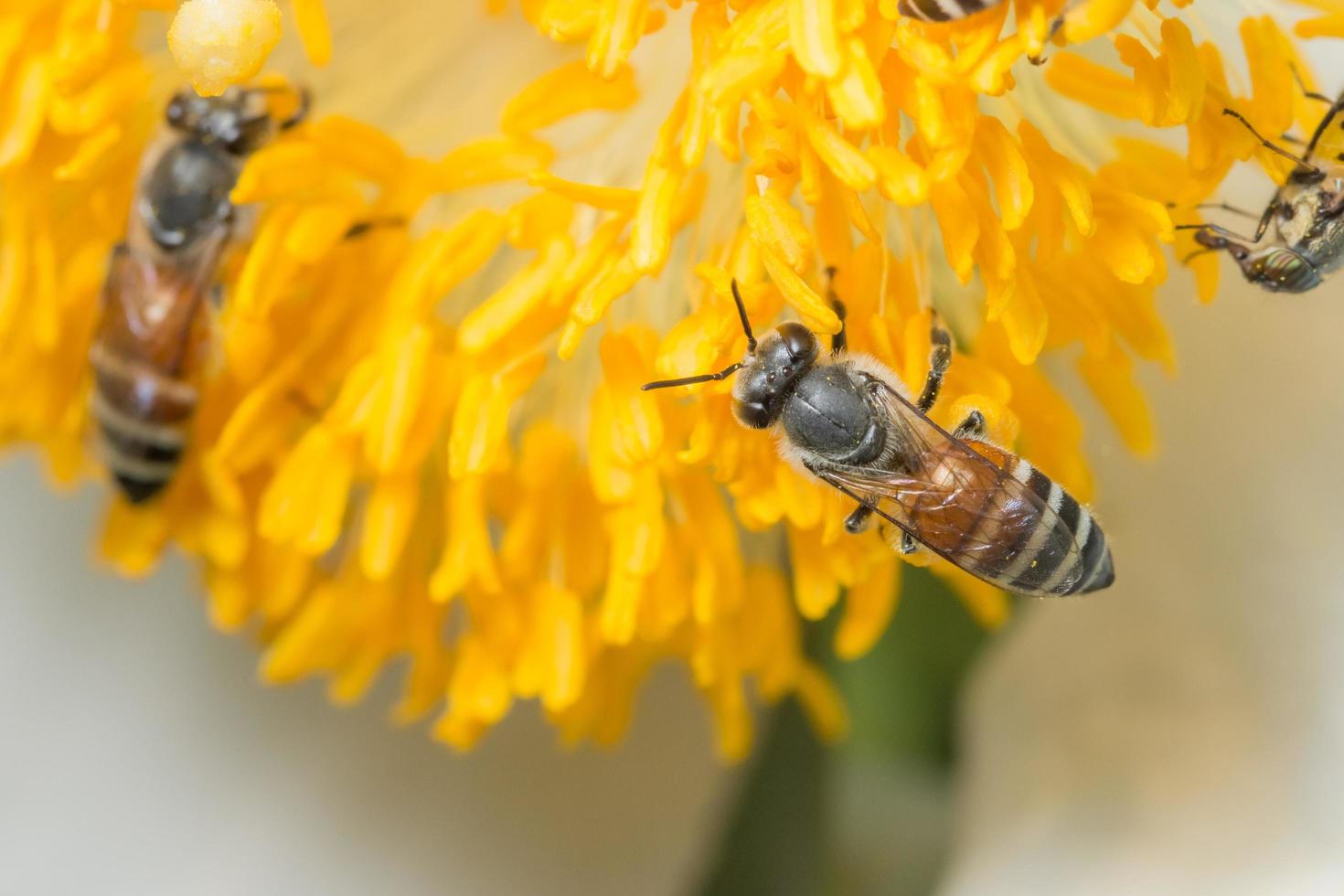 bijen op een gele bloem foto