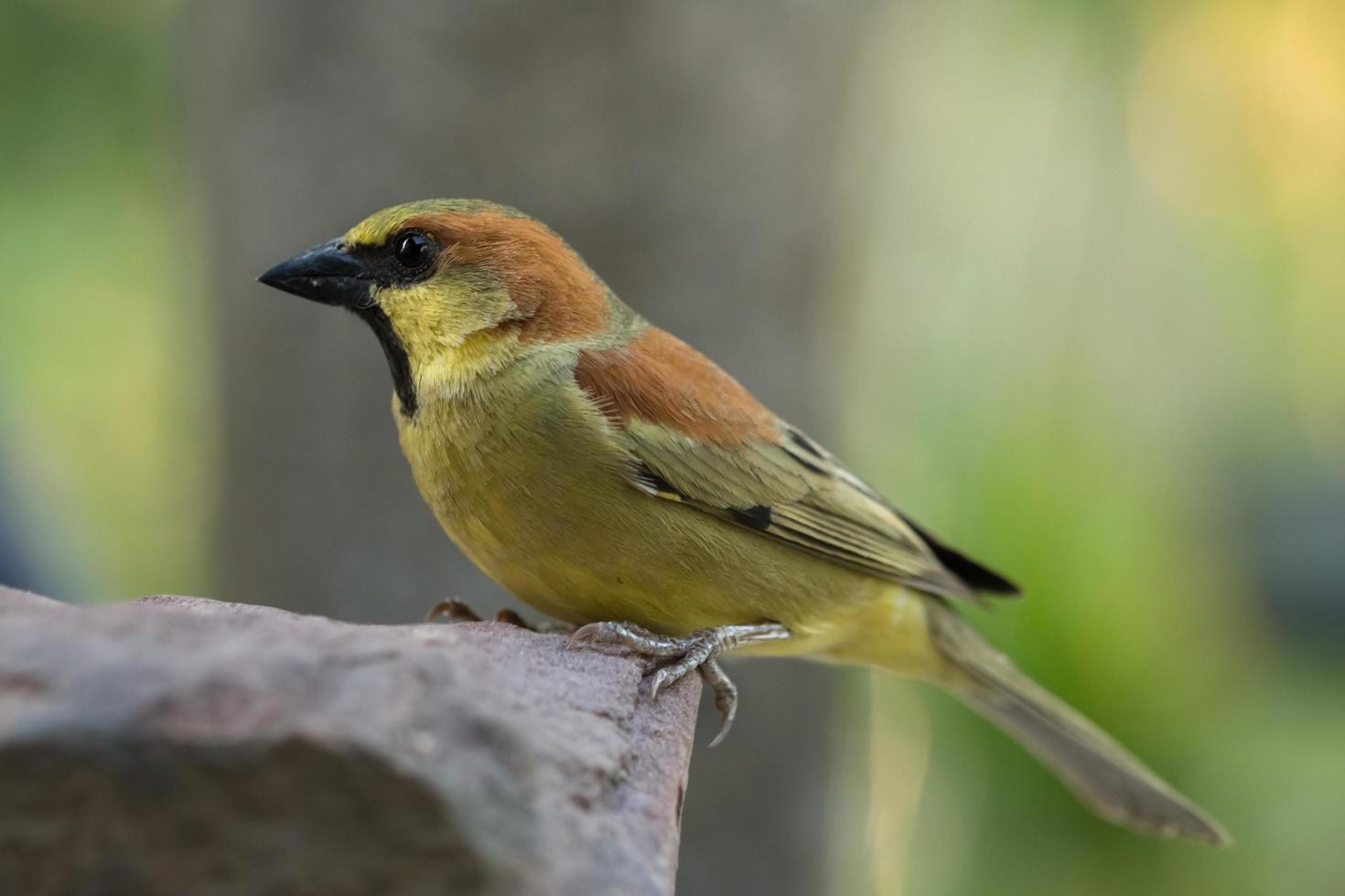 vogel op een rots foto