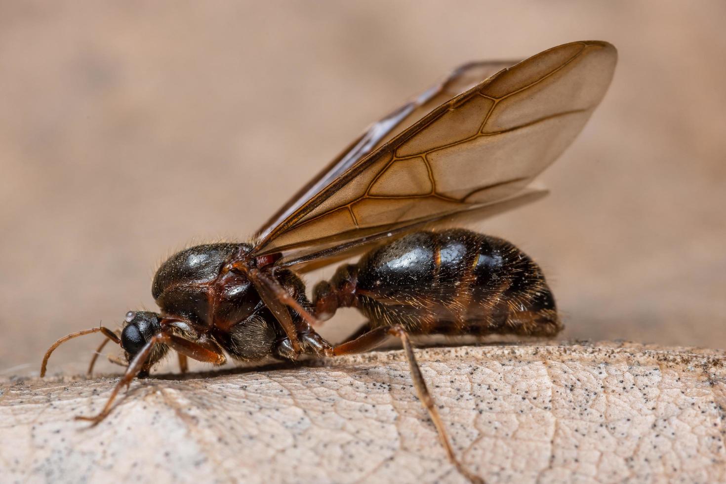 insect op droog blad foto