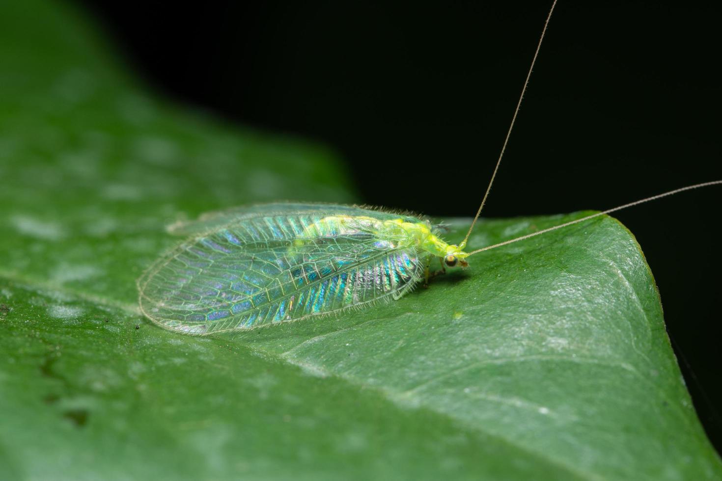 insect op een blad foto