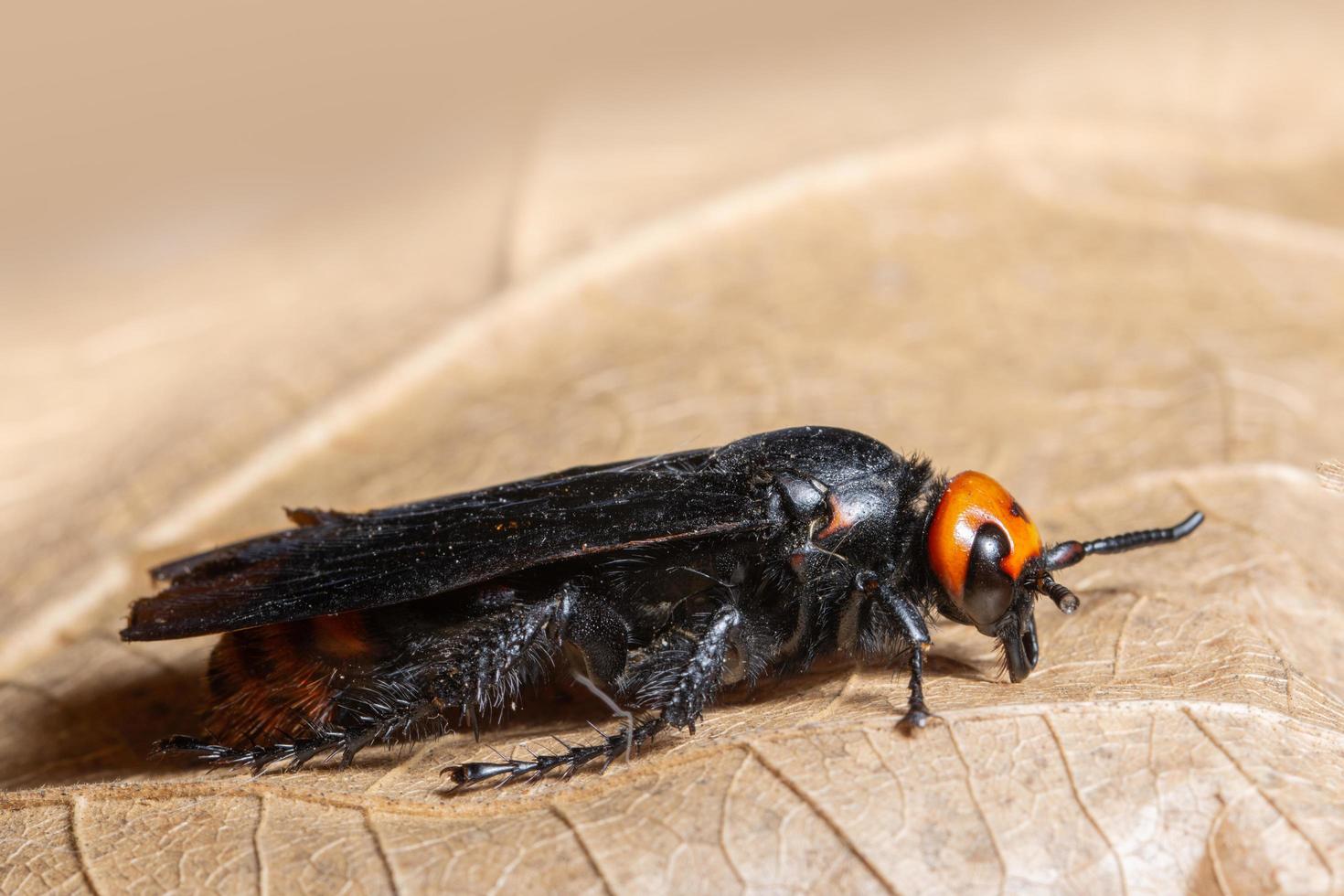 insect op droog blad foto