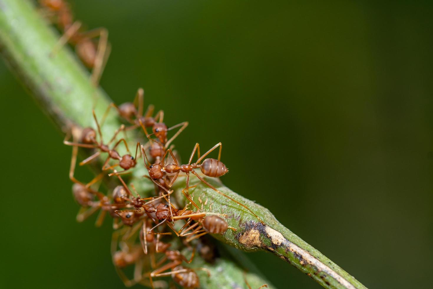 mieren op een plant foto