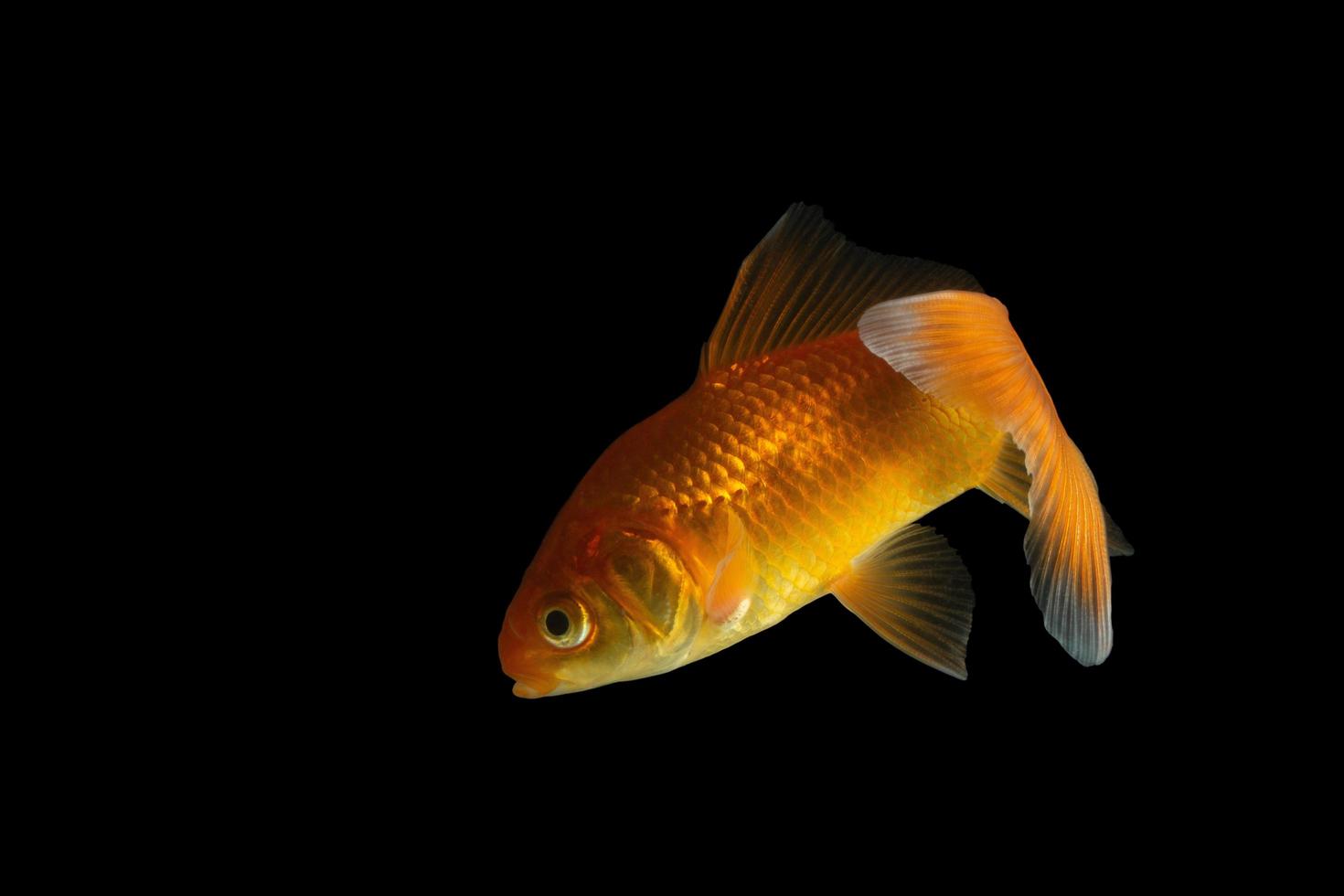 karper gouden vis op zwarte achtergrond foto
