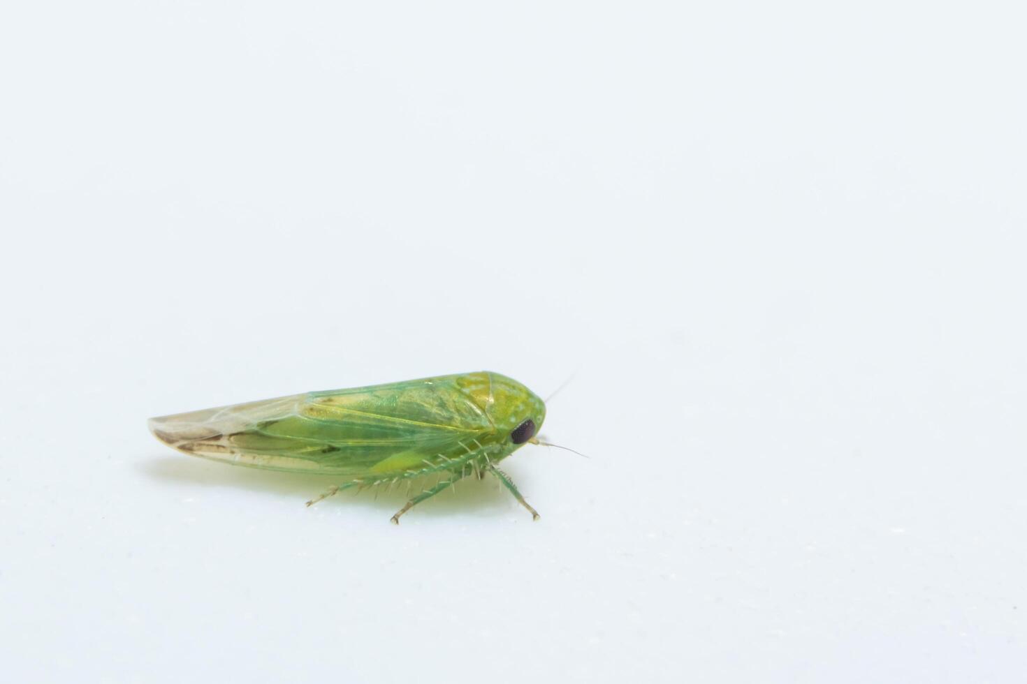 leafhopper op witte achtergrond foto