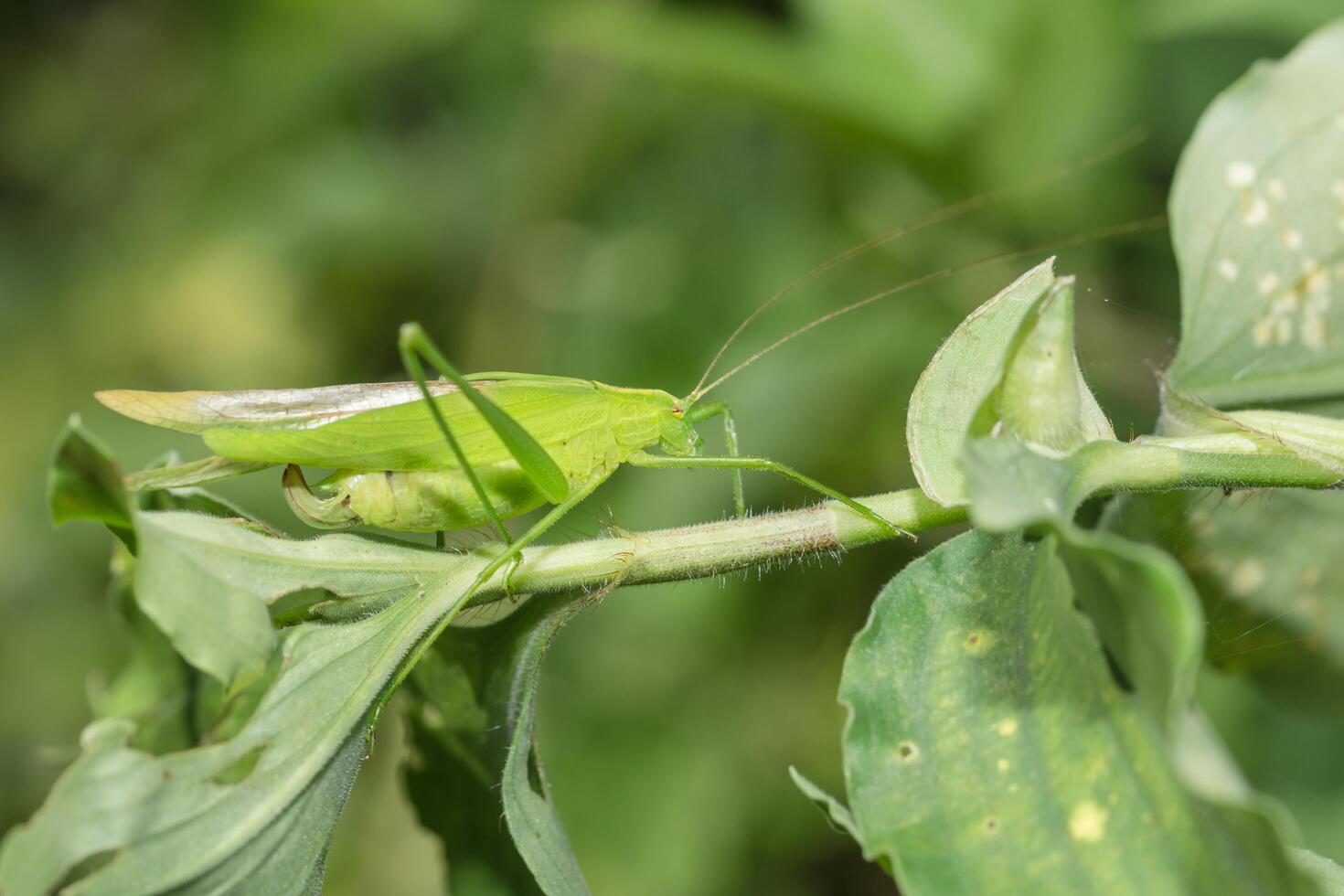 sprinkhaan op een plant foto