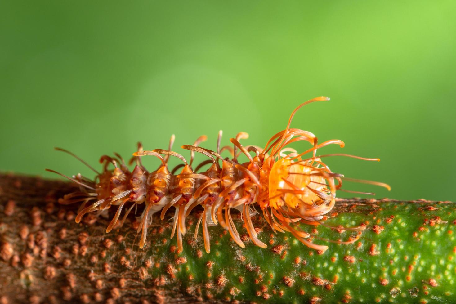 worm op een blad, close-upfoto foto