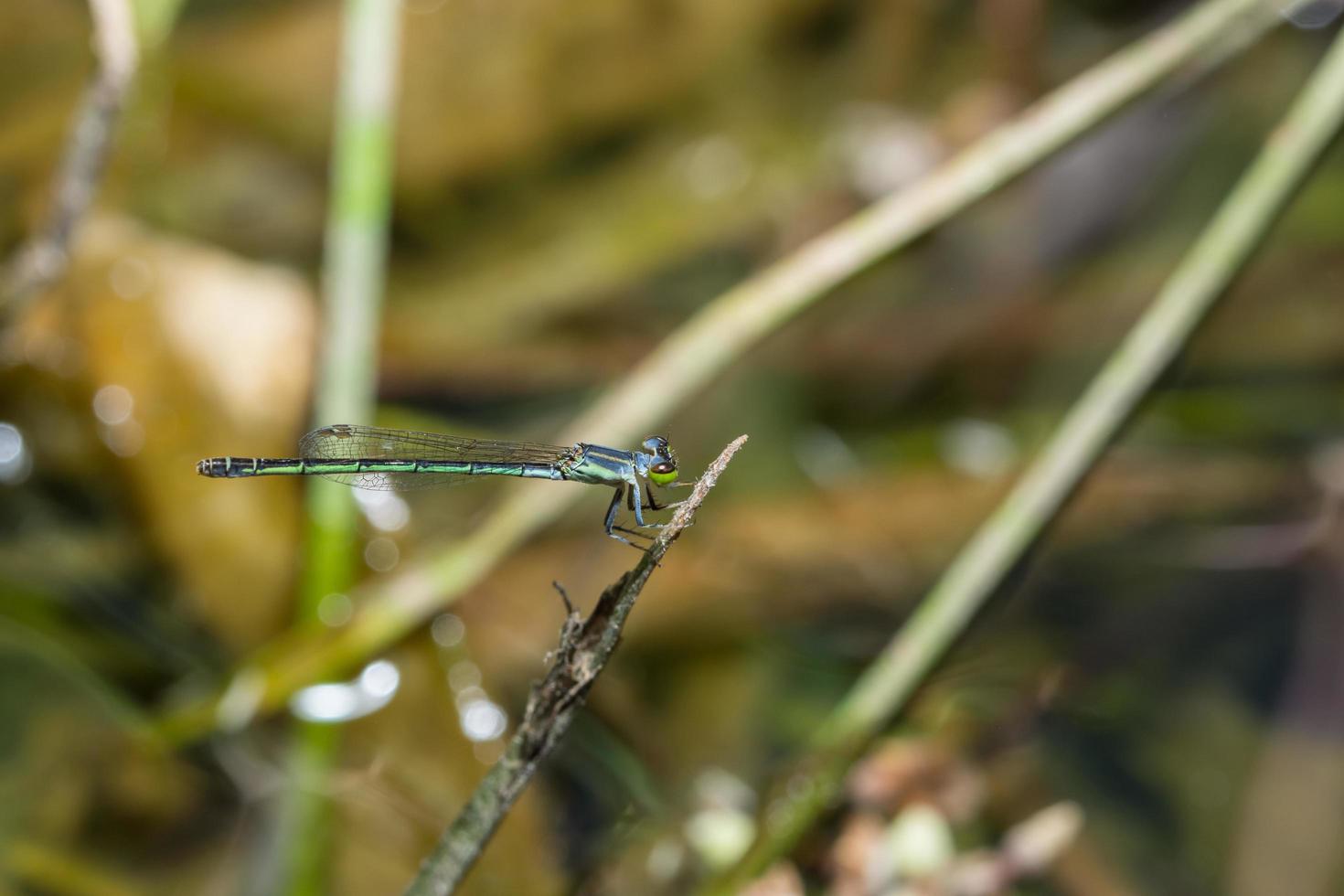 zygoptera op een plant foto