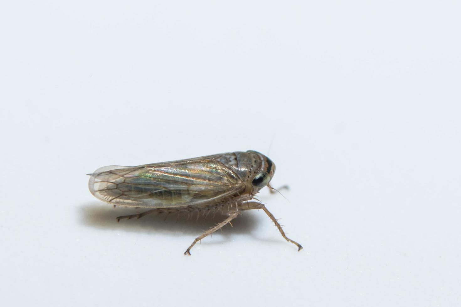 leafhopper op witte achtergrond foto