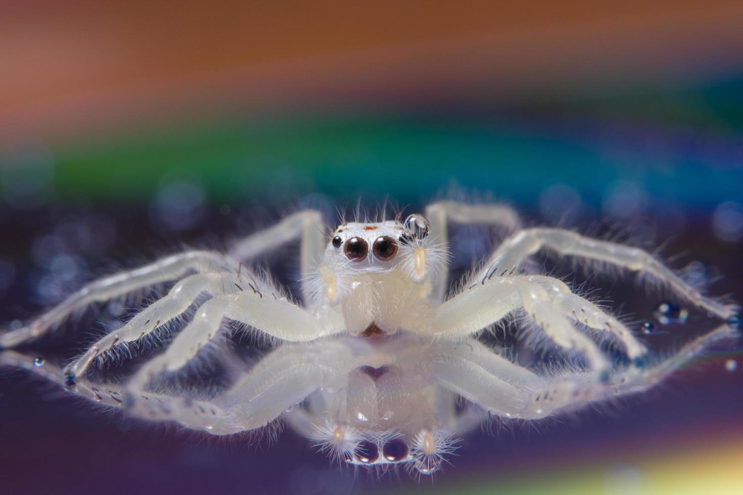 spin op een reflecterend oppervlak foto